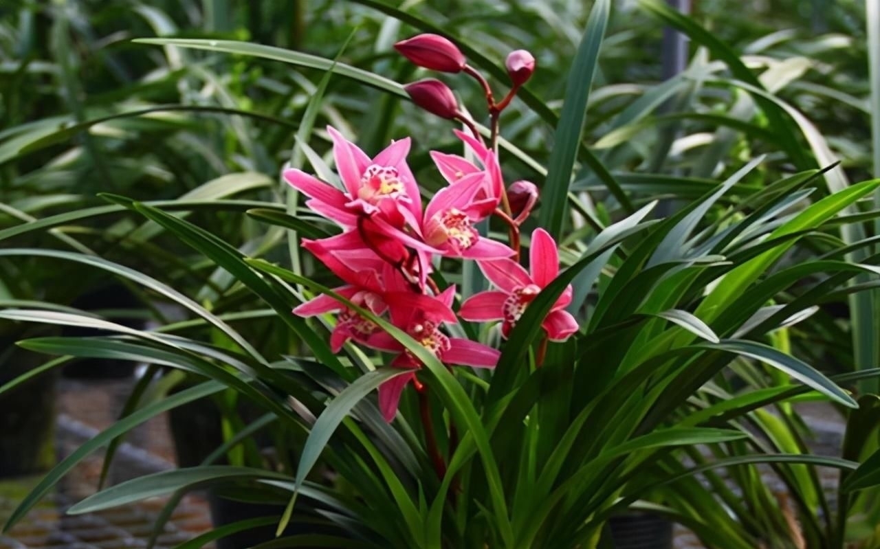 别养一季花了,此兰一年能开好几次,兰香浓郁,点亮你的阳台