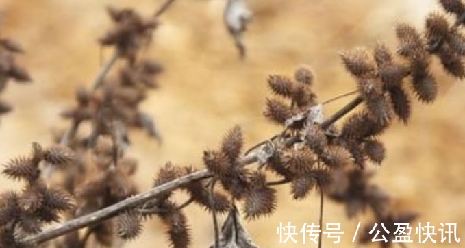 中毒|苍耳,随处可见的一种植物,你知道它的作用和禁忌吗