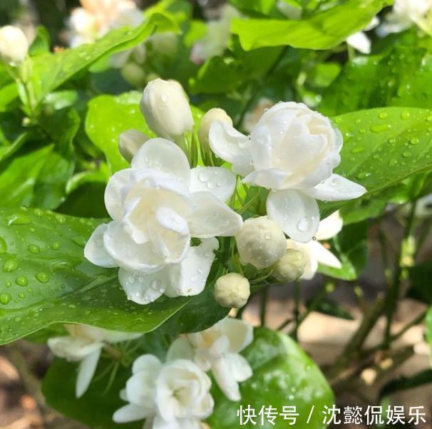 植物|5种常见花,堪称“花机器”,家里随便养一盆,四季能看花