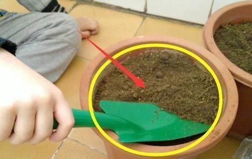 植物|养花土壤万万要这样松,否则又干又硬,难怪你家植物总养不活