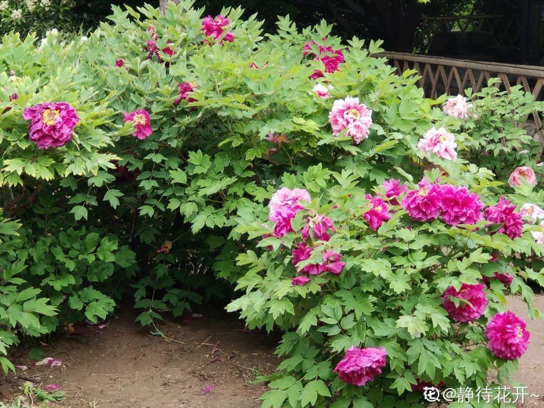 营养液|马上进入花期的花,10天一次肥,下个月就开花