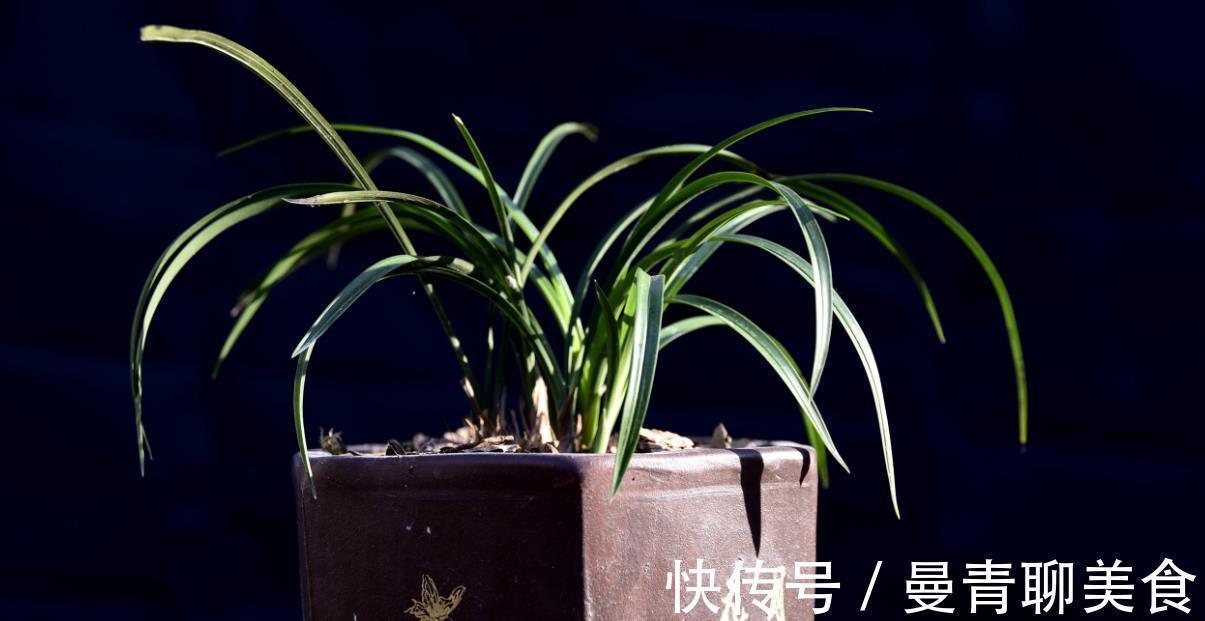 种活兰花不难，养好兰花却不易，十分钟读懂兰花该如何养护