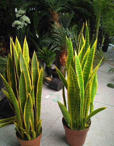 虎皮兰养不好教你养护“小窍门”，“1年”就把盆撑爆！