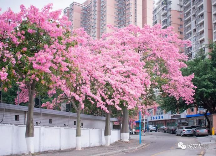 真好看！华师最美校花由你来选