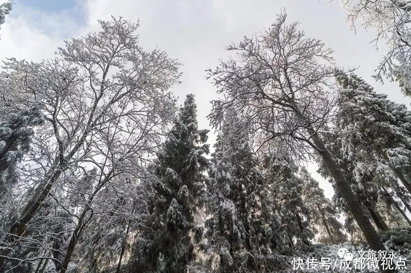 林海雪原|想看“林海雪原”，不用去东北，叙永就有