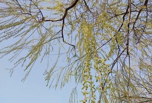 一种树上野菜,古时是救命粮,如今路边常见,很多人见过没吃过