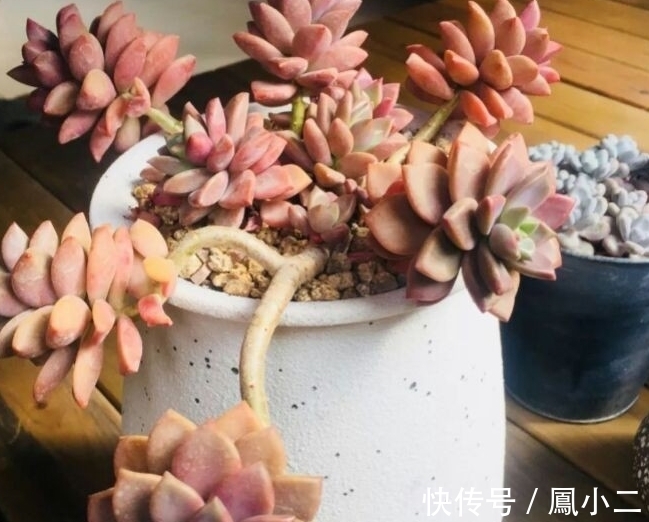 黑腐|天冷养多肉有7怕,做好7件事多肉不黑腐冻伤安全越冬