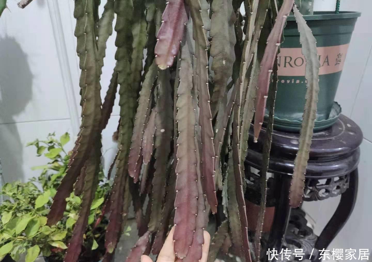 荷花|特殊“仙人掌”,冬天“憋花芽”,顶着白毛毛,开满“大荷花”