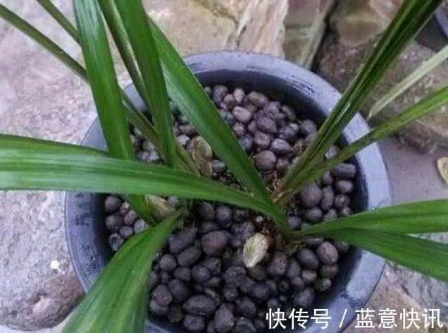 这3种“黑石头”，往盆里丢一点，养啥花都旺