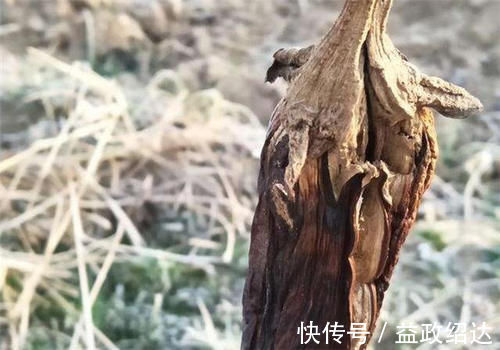 霜打过的菜为何甜?这4种菜不怕冻,别错过最后一种,越冷越好吃