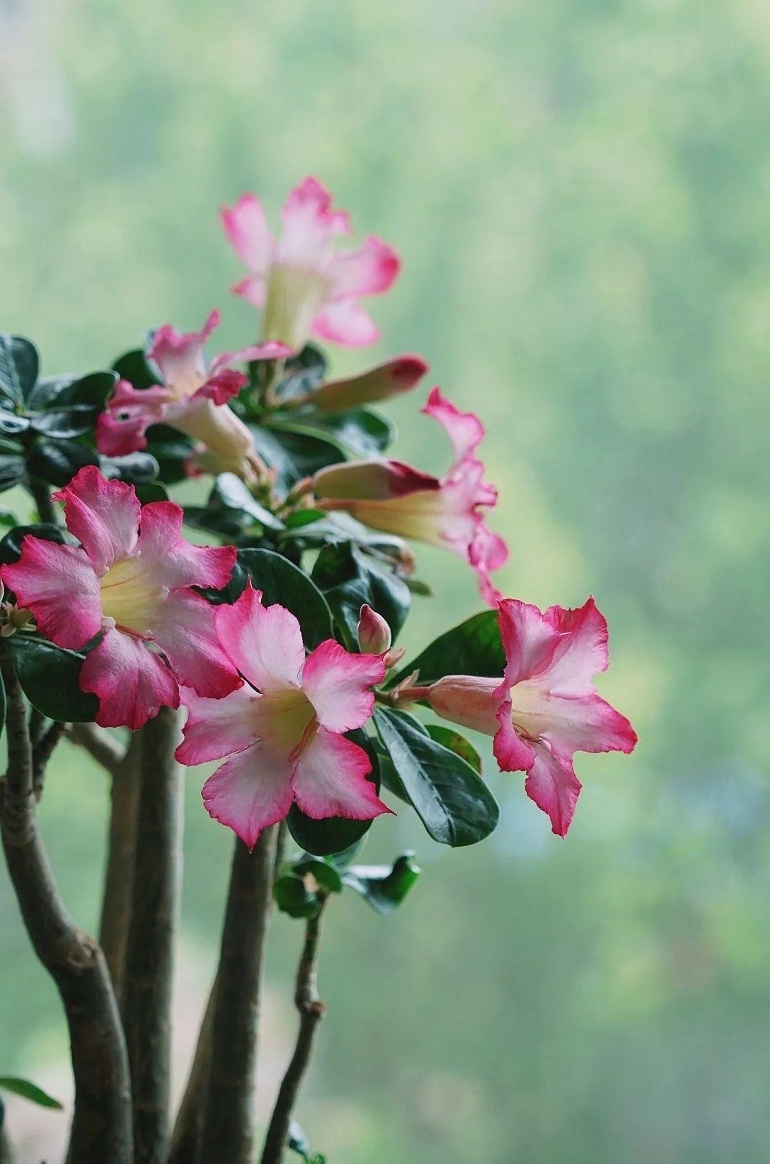浇水量|10种花夏天一定要少浇水,否则熬不过3天就死了