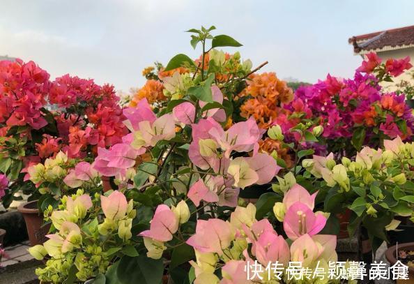 花卉|懂行的人冬天坚决不买三种花,冬天都不会买,白给也不要