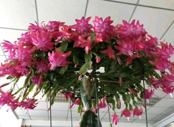 开花期|养殖蟹爪兰,做好4点,冬日开花叶子比花多