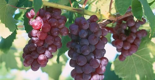  身体|女性到了中年，推荐三种食物，排毒消脂，疏通血管，滋补身体