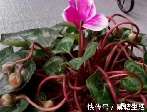 仙客来开花期,给它做4个小细节,开花时间长,花色更美