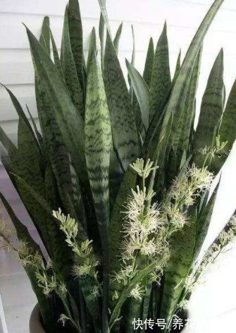 老人说：家里养着3种花，开花会有“好兆头”，你养的开花了吗？