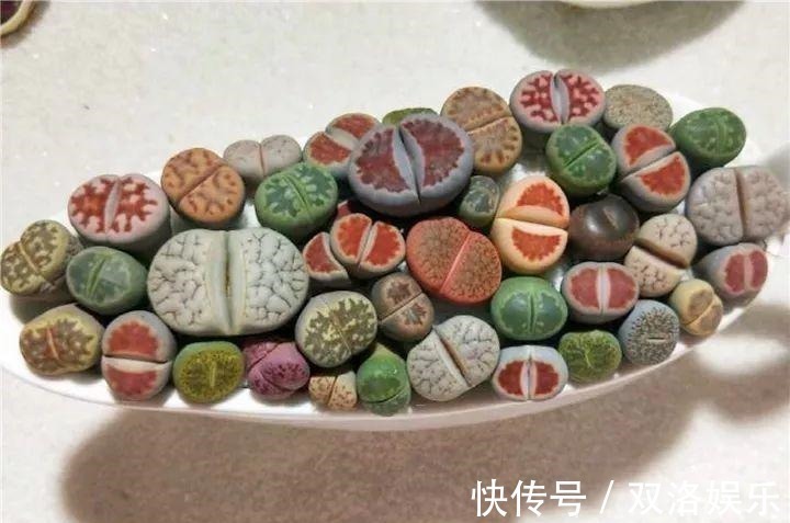 静夜|6种多肉太难养,赶紧留个种,省得每年都要重新买!