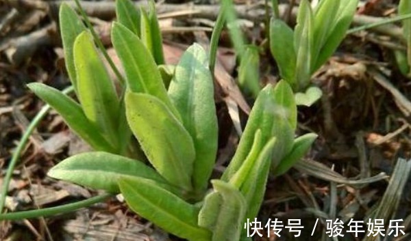 清热解毒|农村不用花钱的野菜，营养高能治病，老少皆宜，却被人们当杂草