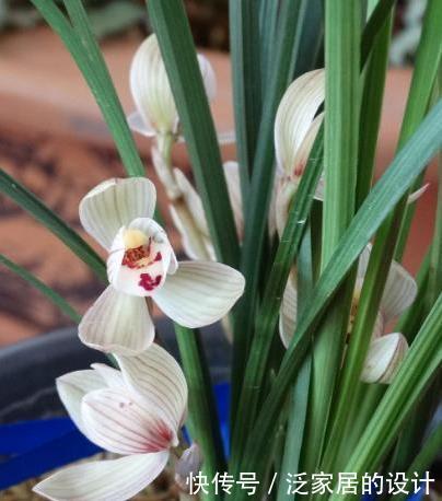  最佳|新手养兰花，有6大禁忌，很多人都忽视了