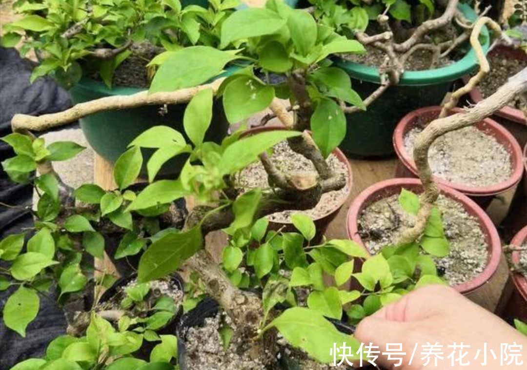 花盆里出现3个“信号”，说明该给它翻盆，否则养啥花也不长