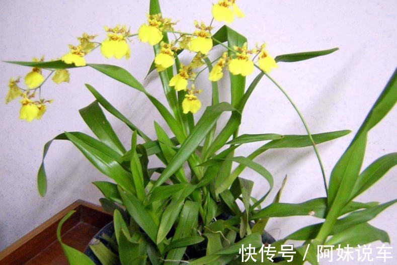 新手养兰花就养文心兰,寓意好、颜值高,盆栽要点仅有3个