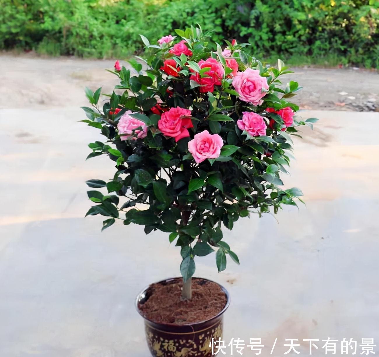 “穷养”5种花,用小花盆栽种,多晒少管更利于生长,又美又值钱