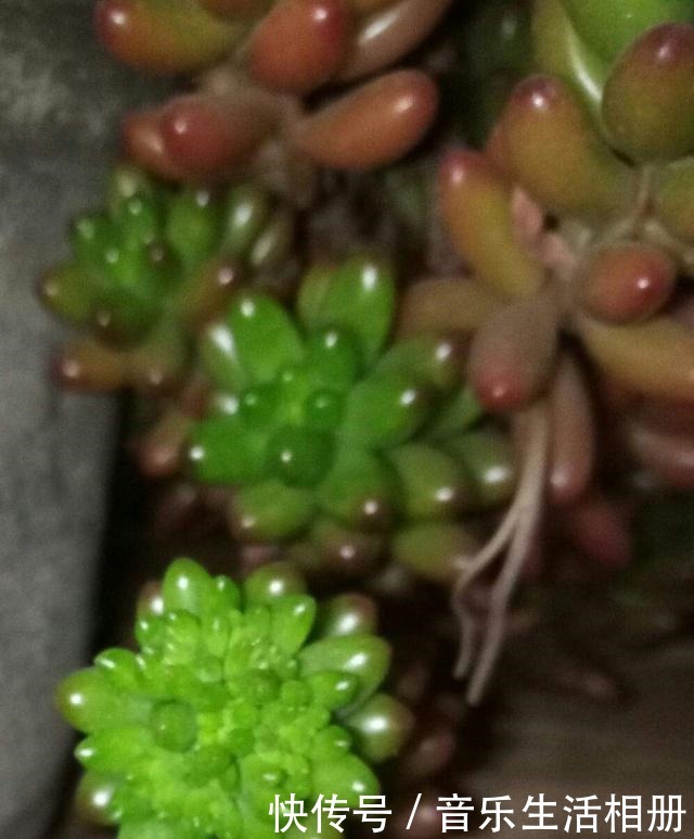 这花喜欢淋雨,越淋越好看,真奇怪!