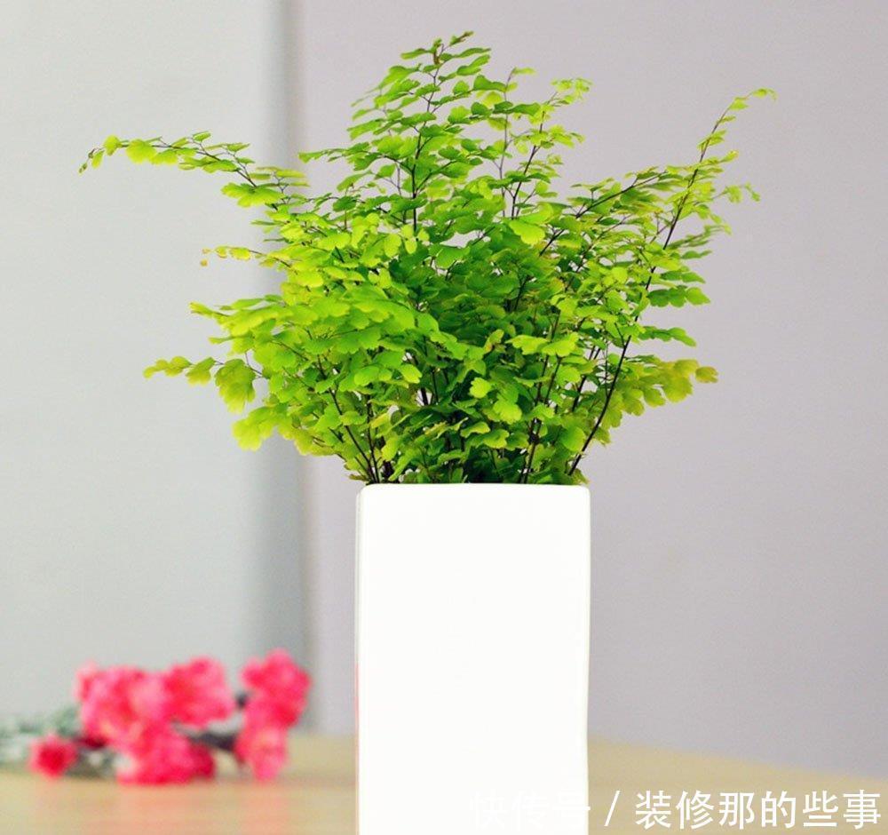  植物|卧室客厅养花？养这些耐阴花卉，色彩斑斓爱爆盆