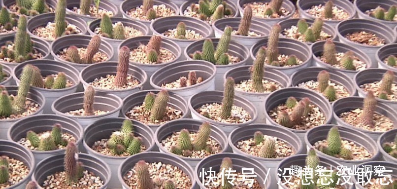 多肉植物|农村80后姑娘舍弃万元月薪,回老家大棚种这东西,没想到还很赚钱