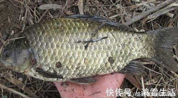 野钓钓位不要相邻太近,孤单一些更加容易爆护