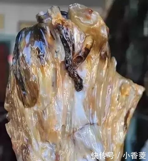 虫子|2亿年前的五条虫子 与大树一起变成了玉石!