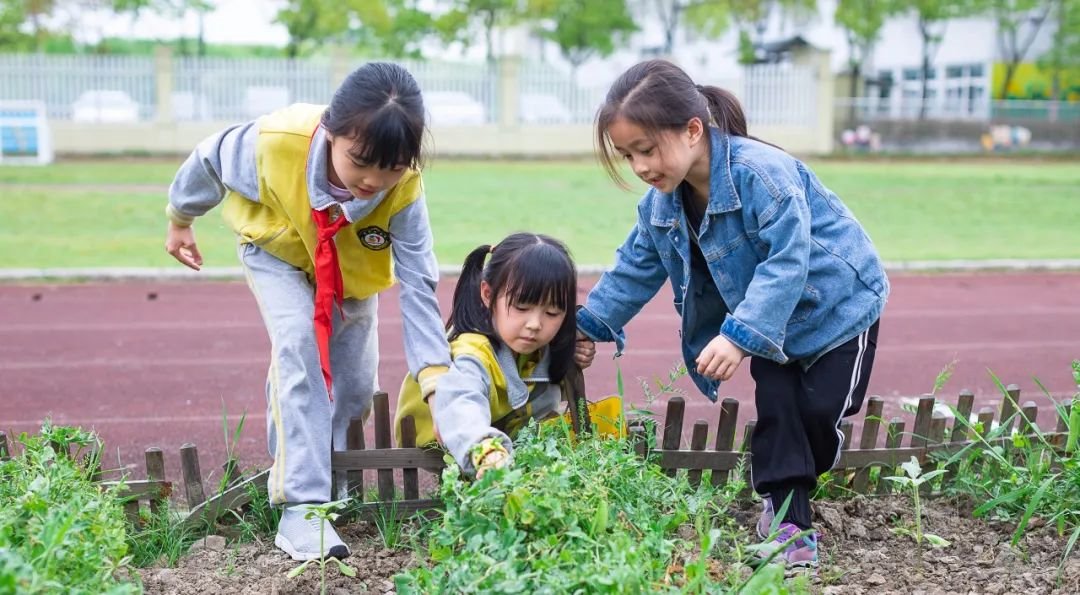 袁隆平|乾元小学打造劳育赋能“双减”新样态