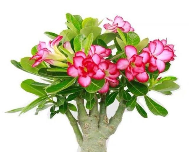 家里养花有三种足够了,观叶、赏花、闻香全都有,谁见都喜欢!