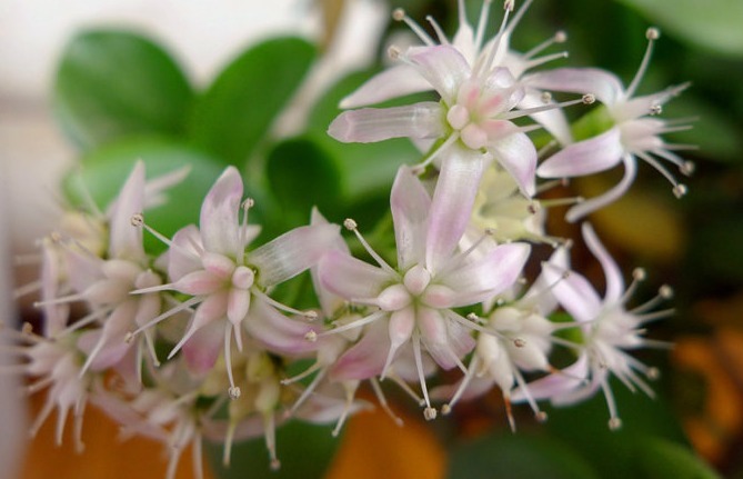 家养玉树年年不开花掌握三个小技巧,玉树就在今年盛开