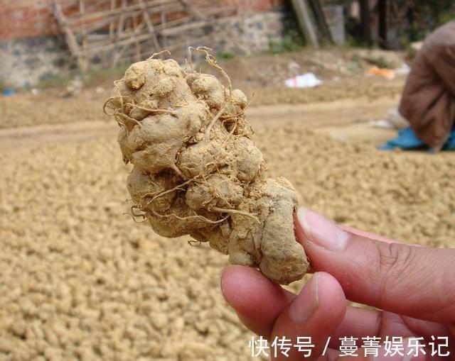 遇见|农村野草类似三七,却有点像菊花,有很多作用,遇见好好珍惜!