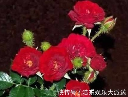 月季|月季花不好养那是养的方法不对，浇“神奇药水”一株能长30花苞