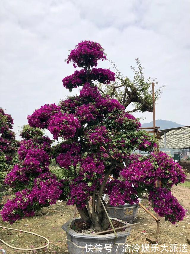 花树|此种“小东西”有用，收集起来养“三角梅”，2个月长成“花树”