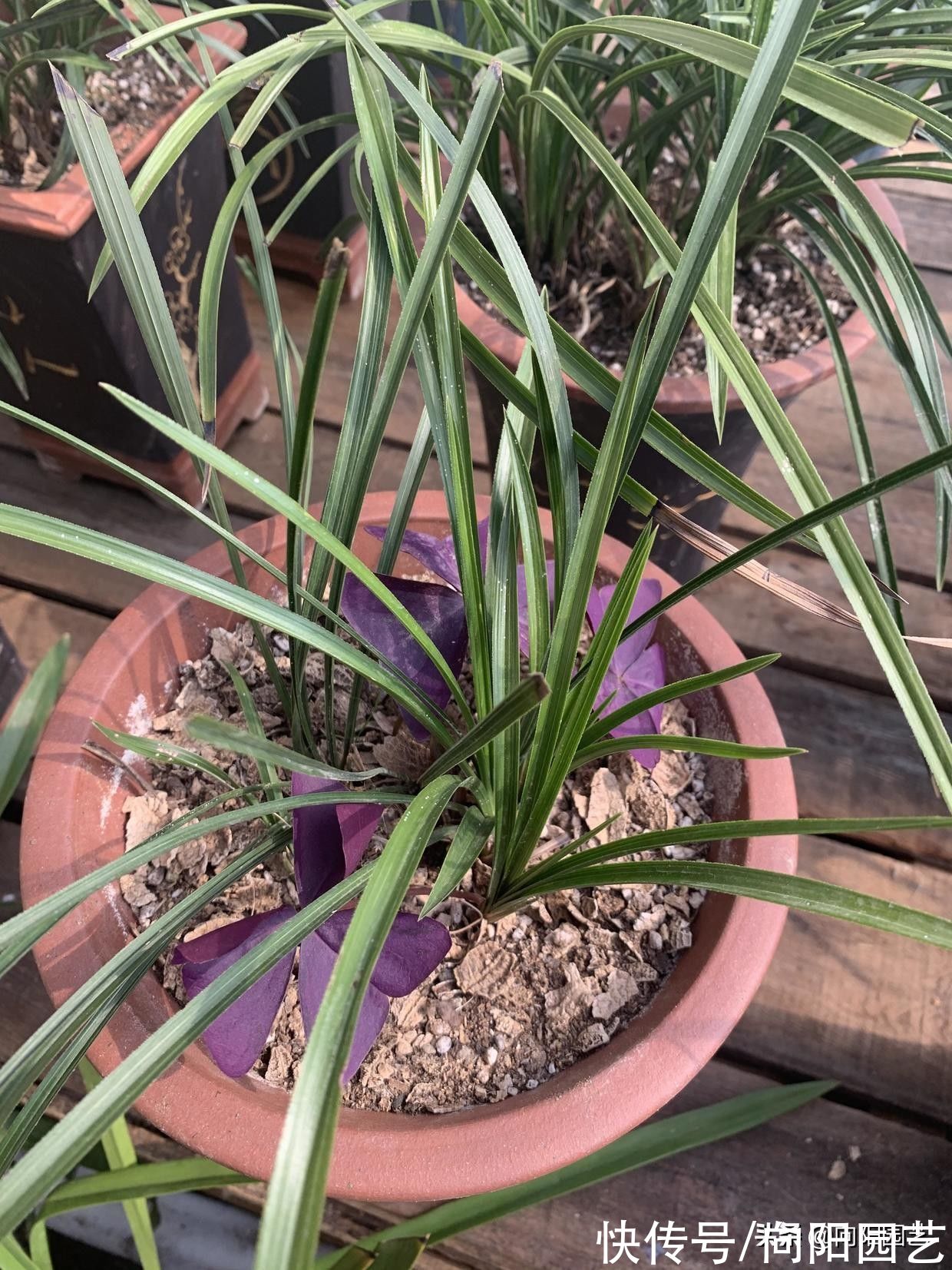 养好兰花，秋天是关键，换换花土，增加光照，花芽分化速度快