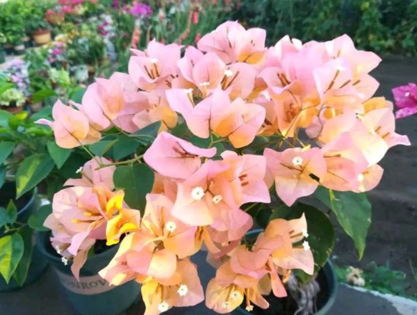 三角梅浇水有诀窍，“分段”巧浇水，新芽花芽抢着冒！