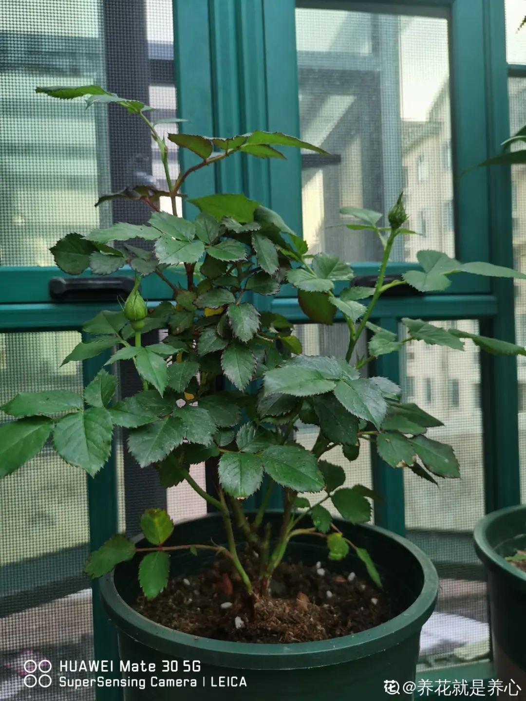 黄叶|给花浇水掺点白醋，植物根比萝卜还粗，健壮不黄叶