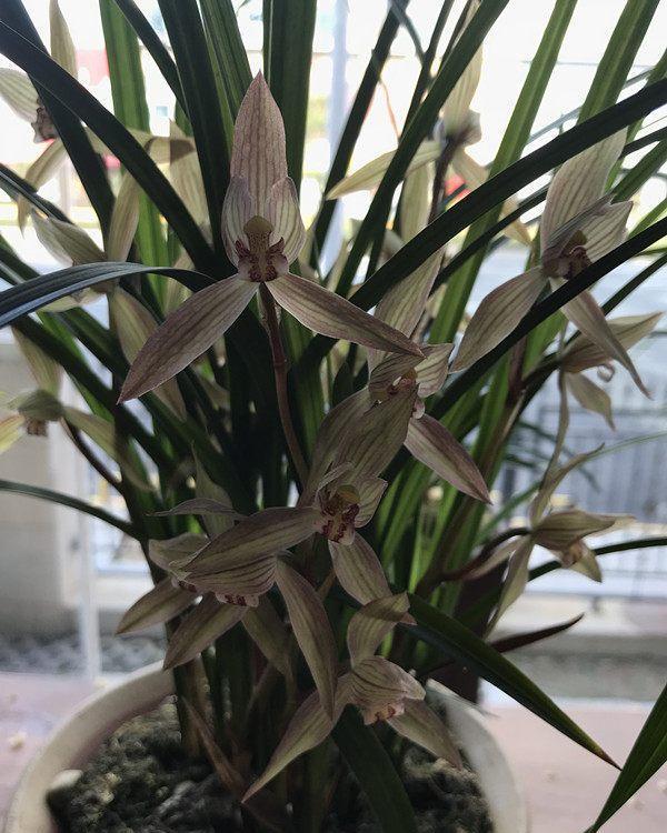 你还在花钱买兰花，农村山里的兰花漂亮又好养，全年都开花