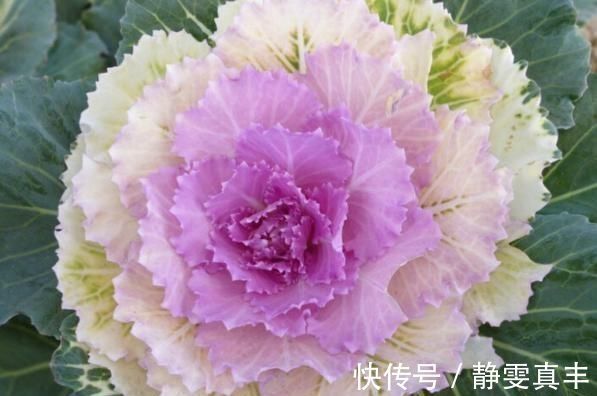 5种“耐寒花”,趁着秋天种一盆,爆花3个月,冬天不寂寞