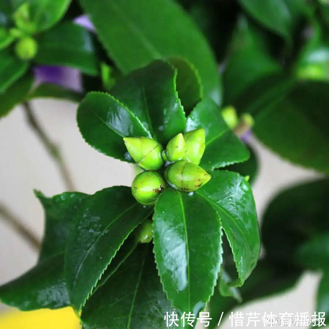 9个开花劳模，施肥不能停，不然越养越差劲