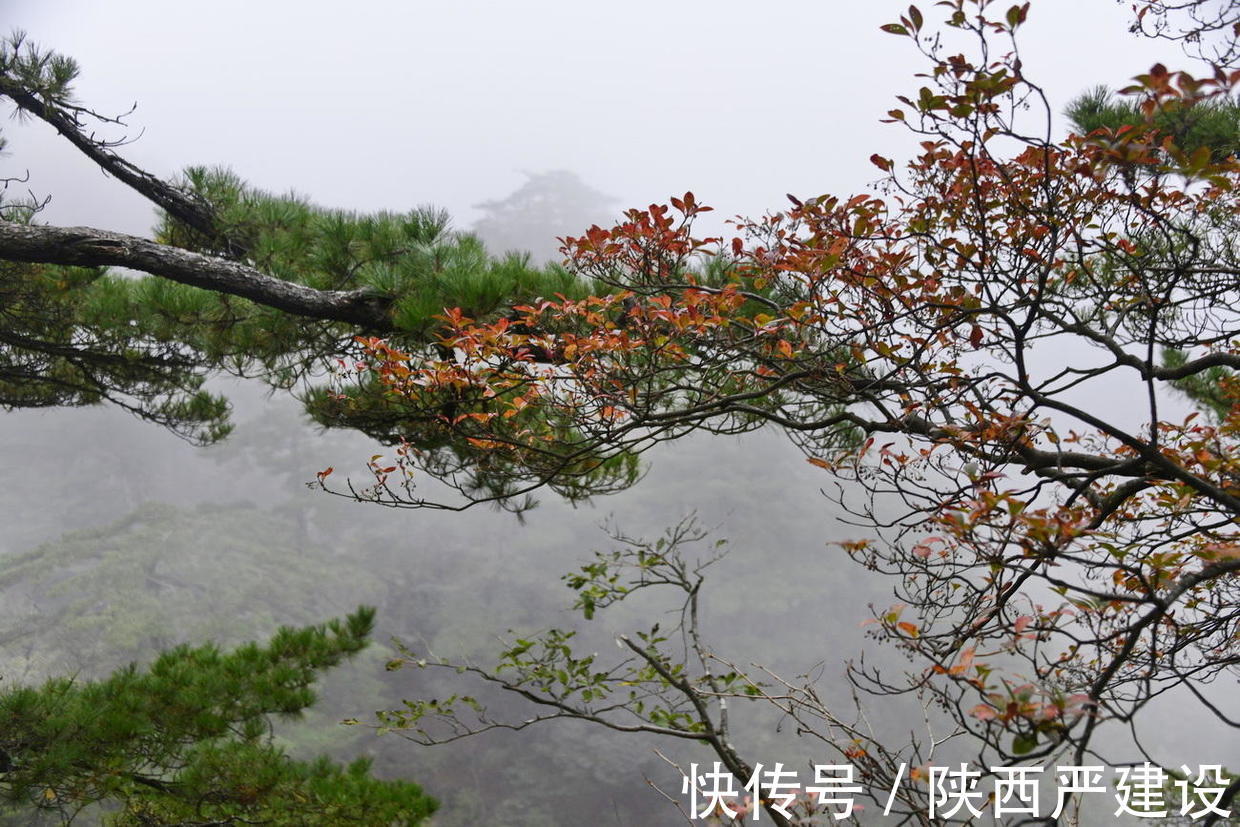 黄山|薄云浓雾游黄山宛若仙境【严建设】