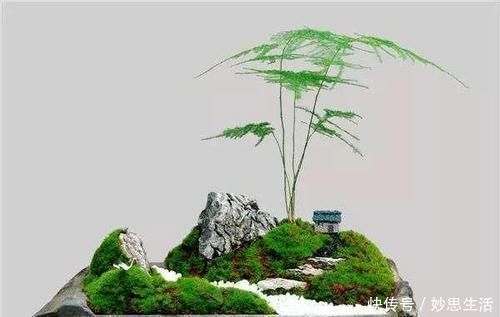 紫砂|想要文竹养的好，三步要做到，叶子绿，株型美还能开出花来