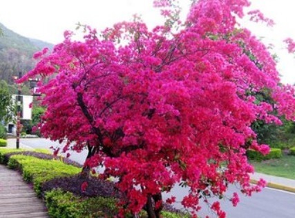 三角梅,浇水时间有窍门!叶子有此反应,就不要浇