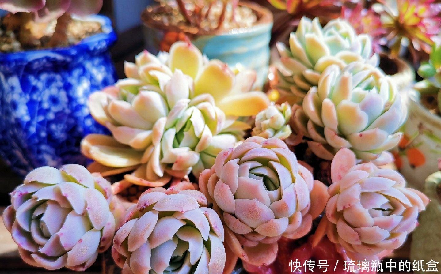 多肉春天浇水做好三个“观察”,快速生长,安全度夏