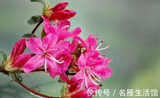 秘诀|夏天养护杜鹃花有秘诀,温度在30度以上也不怕,安全度夏没问题