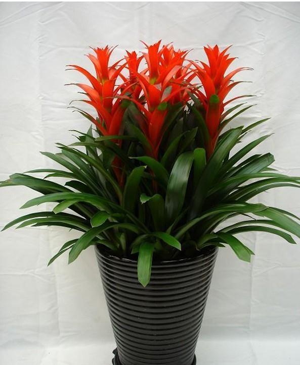 17大吉祥花，客厅有空间一定要养上一盆，好看又好养，养人又旺家