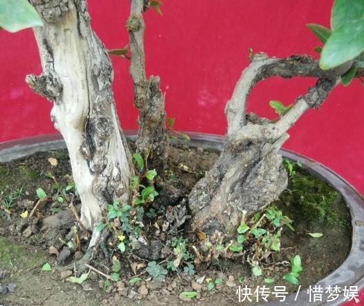 超哥|不会养花就养“3种树”，光一照就能长，养成老桩，价值翻10